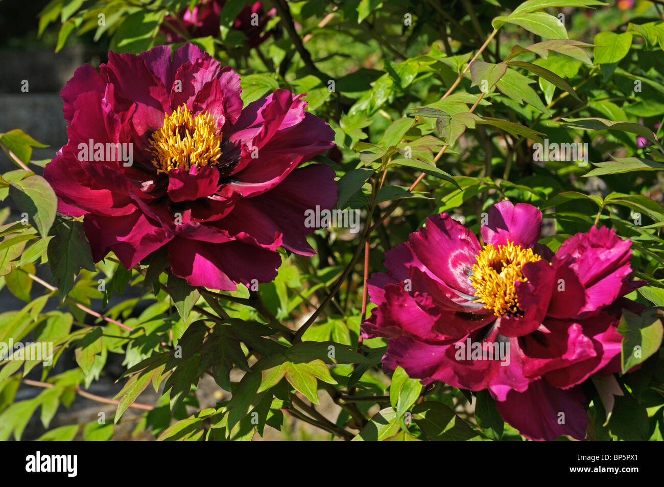 Arbre japonais de la pivoine (Paeonia suffruticosa Negricans), deux fleurs. Banque D'Images