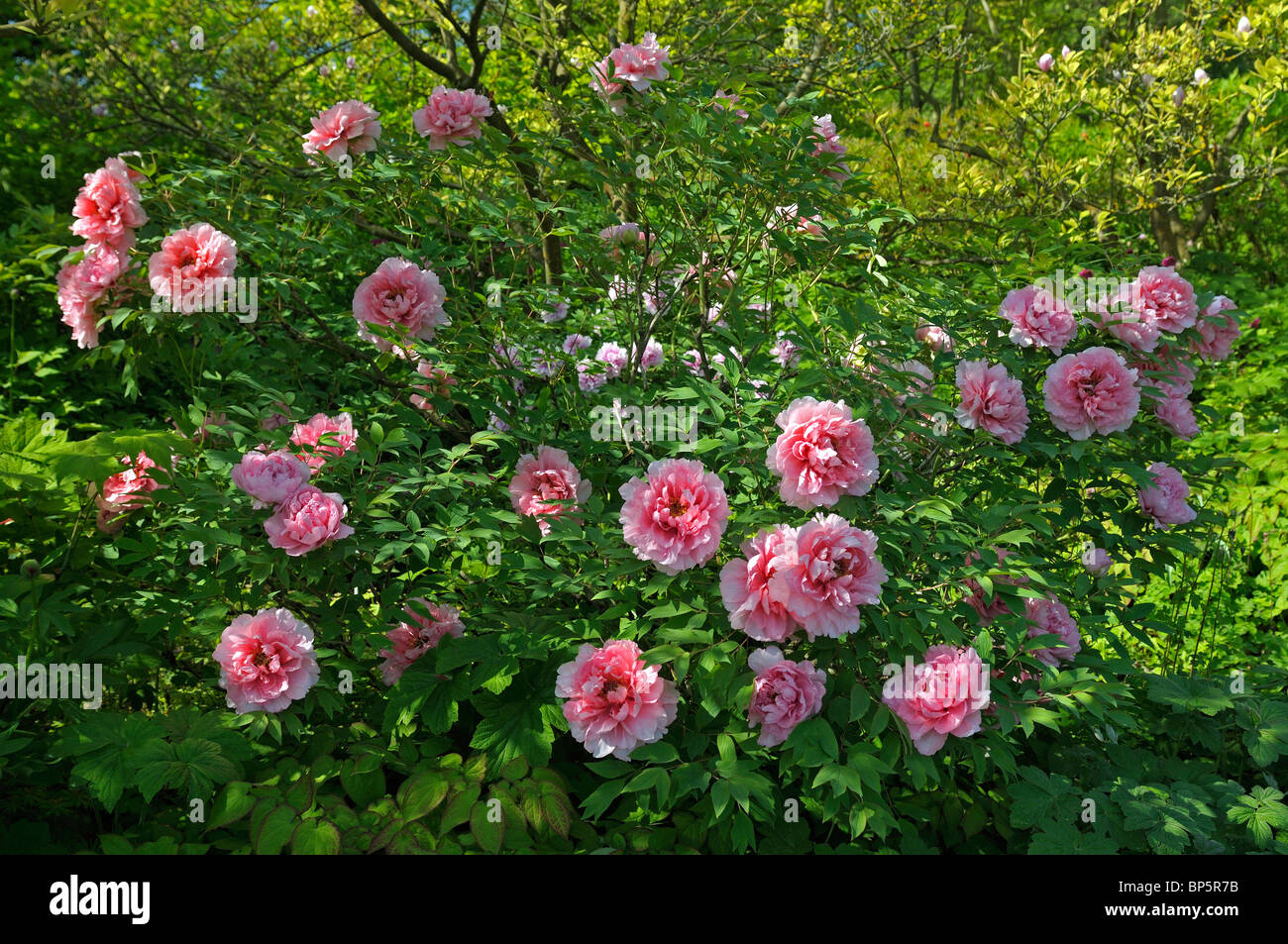Arbre japonais de la pivoine (Paeonia suffruticosa Jeanne d'Arc), la floraison bush. Banque D'Images