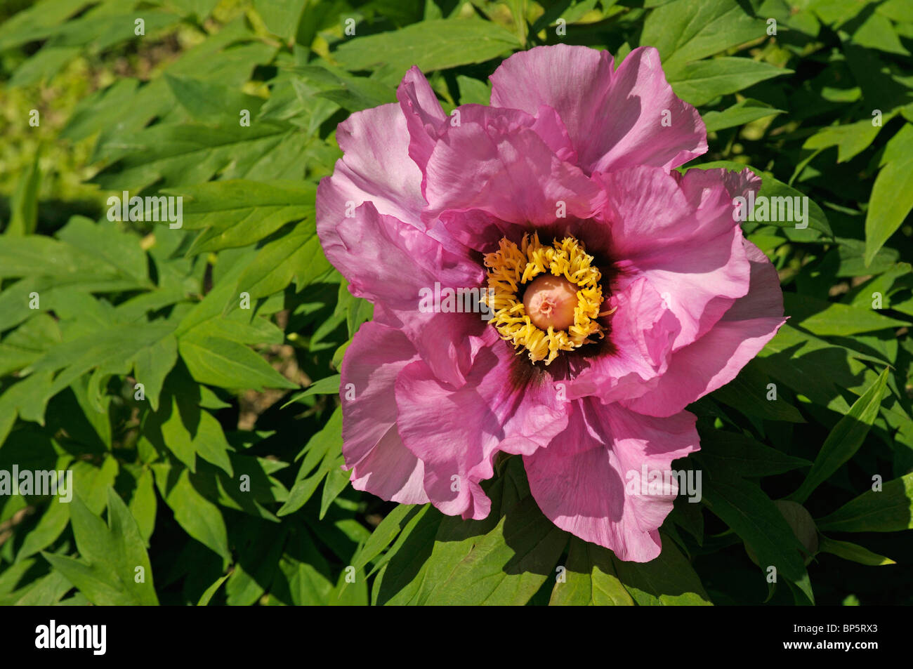 Pivoine arbustive (Paeonia lutea Leda) hybride, fleur. Banque D'Images