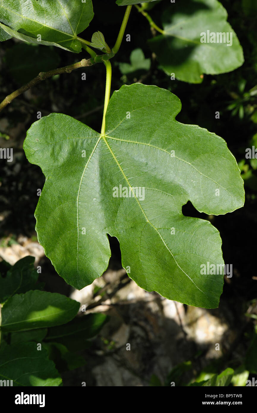 La forme symbolique d'une feuille de vigne sur l'arbre Banque D'Images