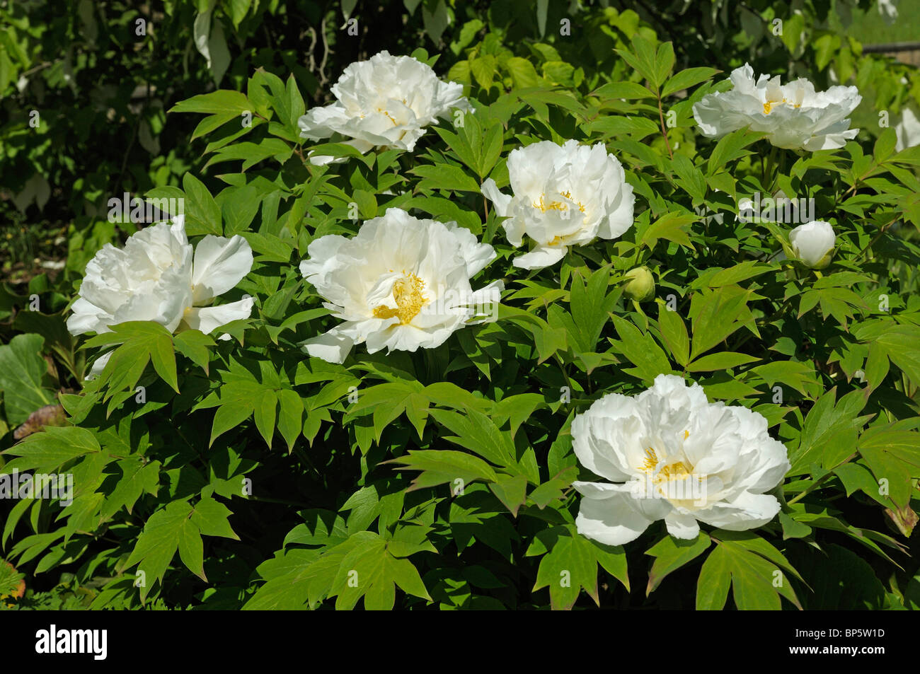Arbre japonais pivoine (Paeonia suffruticosa royaume de la Lune, Gessekai), la floraison bush. Banque D'Images