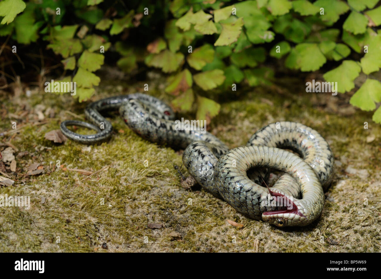 Yam's (Natrix tessellata) Snake, feignant la mort, la Grèce, le Creta, Grèce Banque D'Images