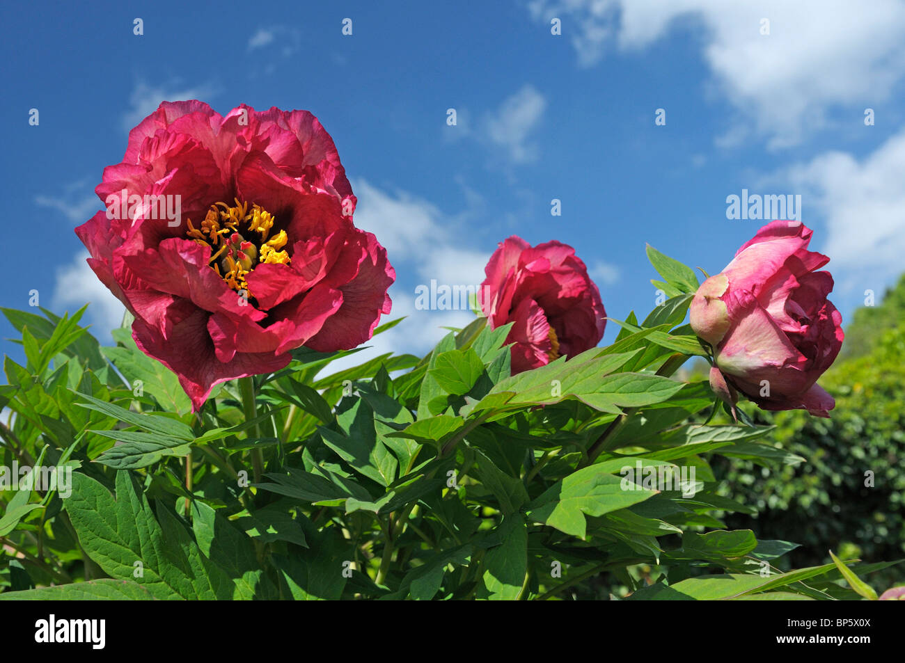 Pivoine arbustive (Paeonia lutea Gauguin hybride), plante à fleurs. Banque D'Images
