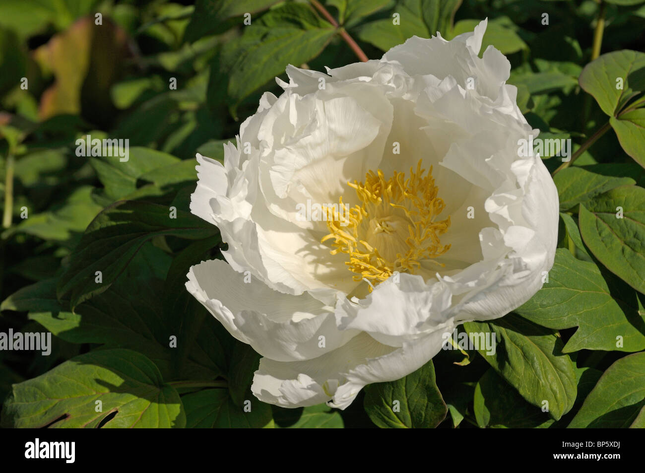 Arbre japonais de la pivoine (Paeonia suffruticosa Godaishu), fleur. Banque D'Images