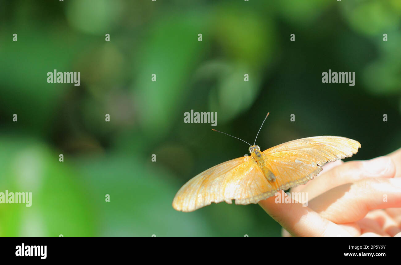 Close-up of a Julia Butterfly (Dryas iulia) posant sur un doigt. Banque D'Images