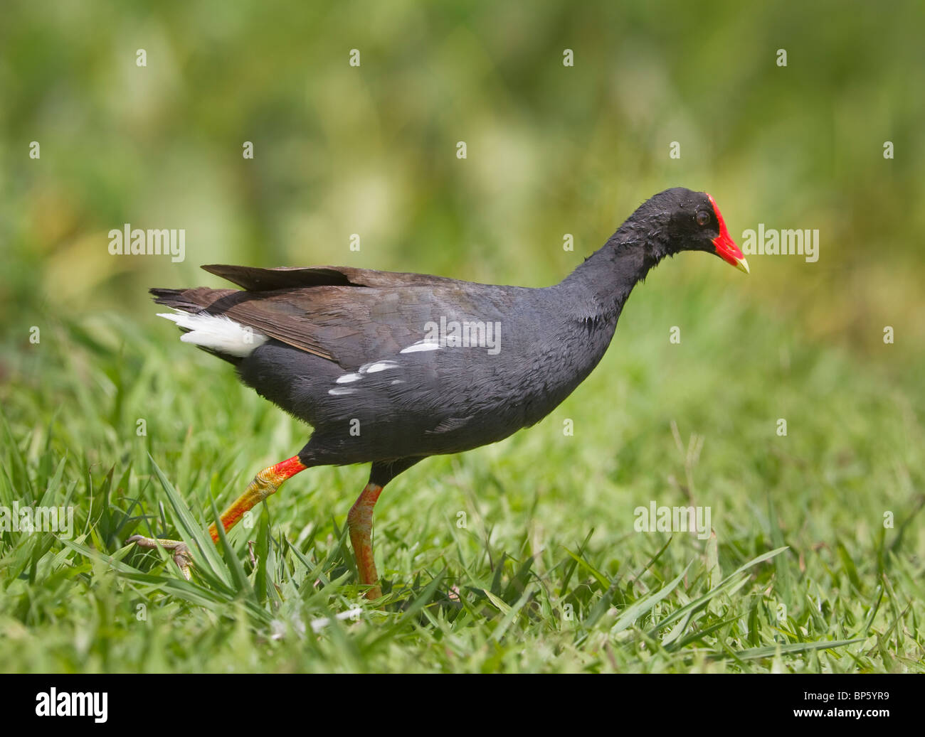 New York, États-Unis d'Amérique ; Hawaiian (Gallinula chloropus gallinule commune sandvicensis) marcher sur l'herbe Banque D'Images