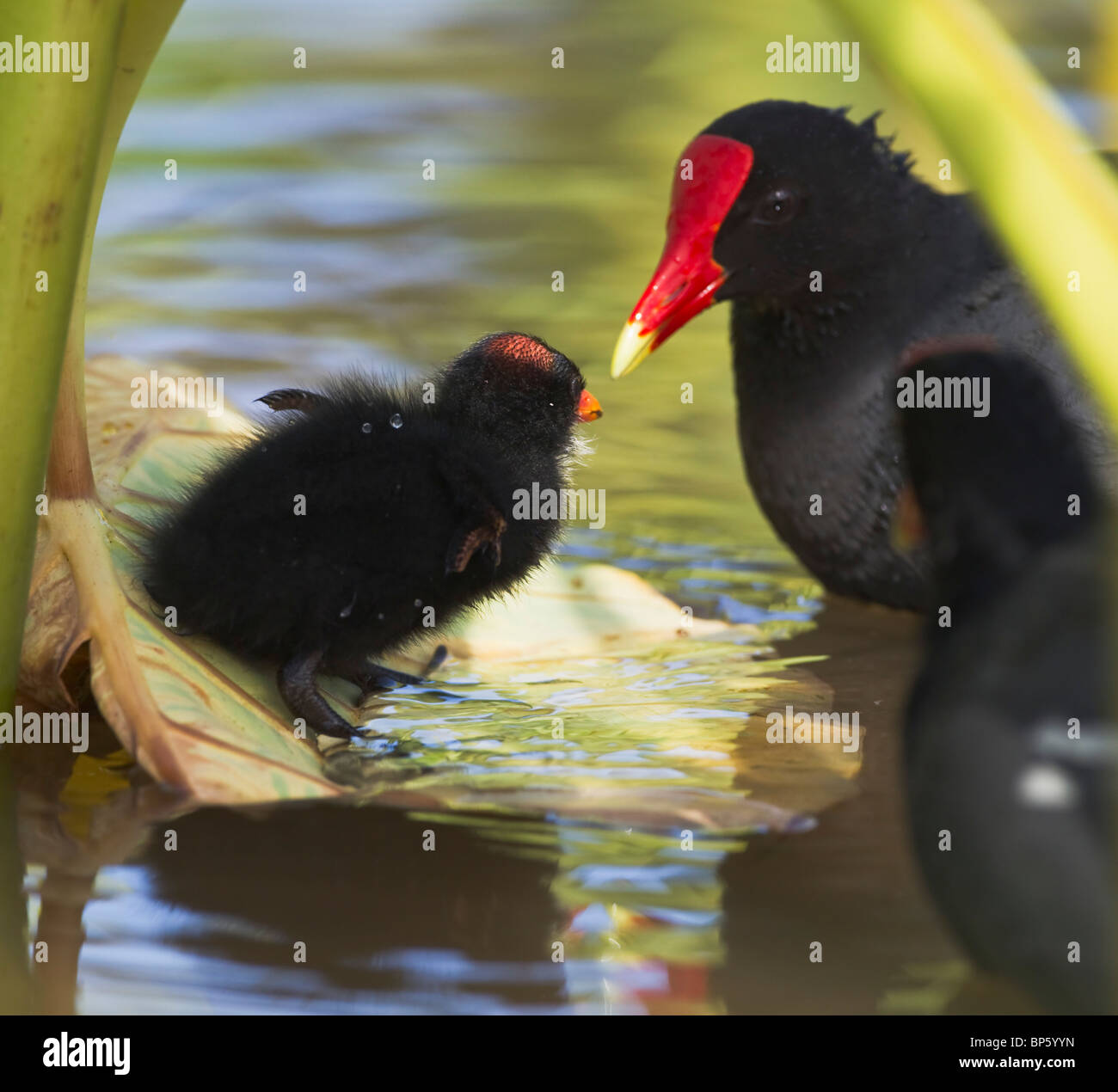 New York, États-Unis d'Amérique ; Hawaiian gallinule commune Chick sur feuille de taro assisté par les parents Banque D'Images
