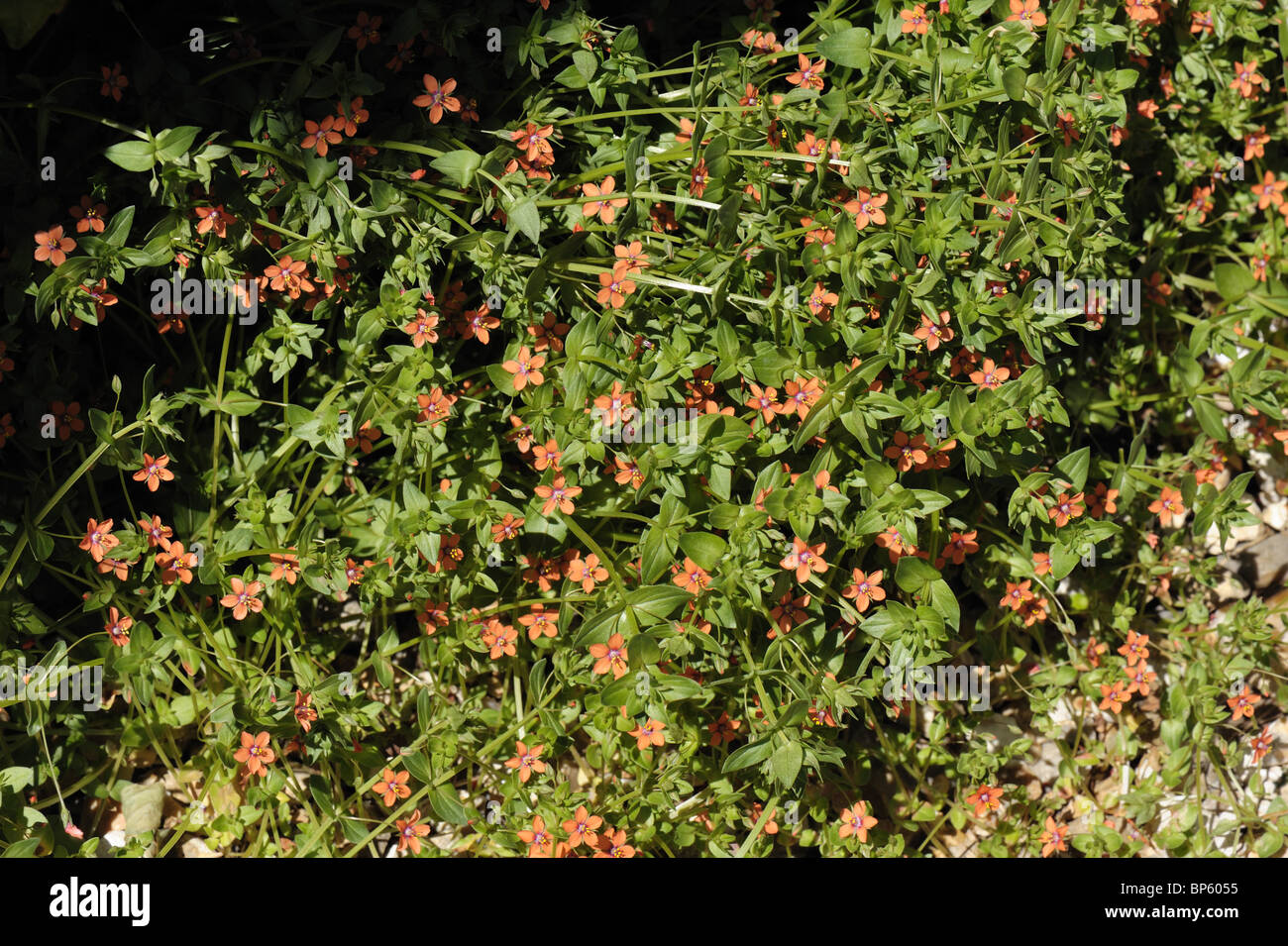 Mouron rouge (Anagallis arvensis) Les fleurs rouges en été Banque D'Images