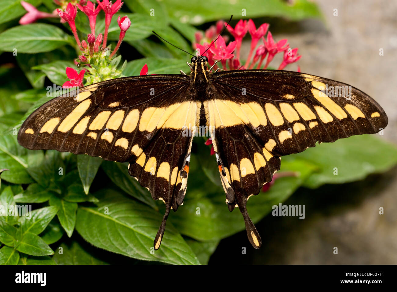 Le Roi Swallowtail Butterfly (Papilio Thoas) Banque D'Images