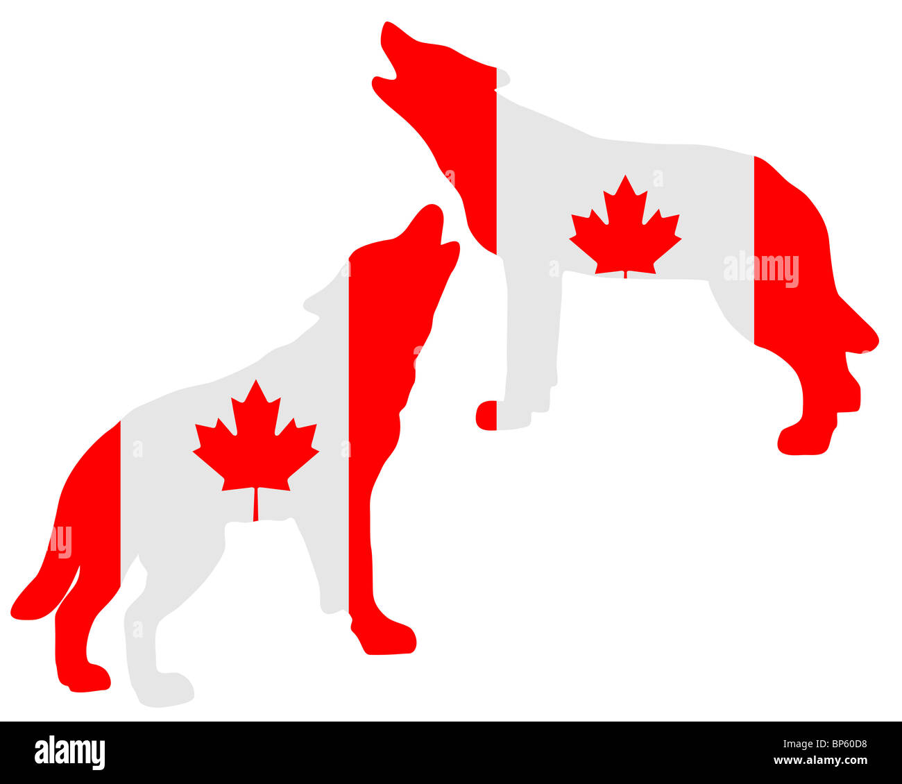 Les loups hurler canadien Banque D'Images
