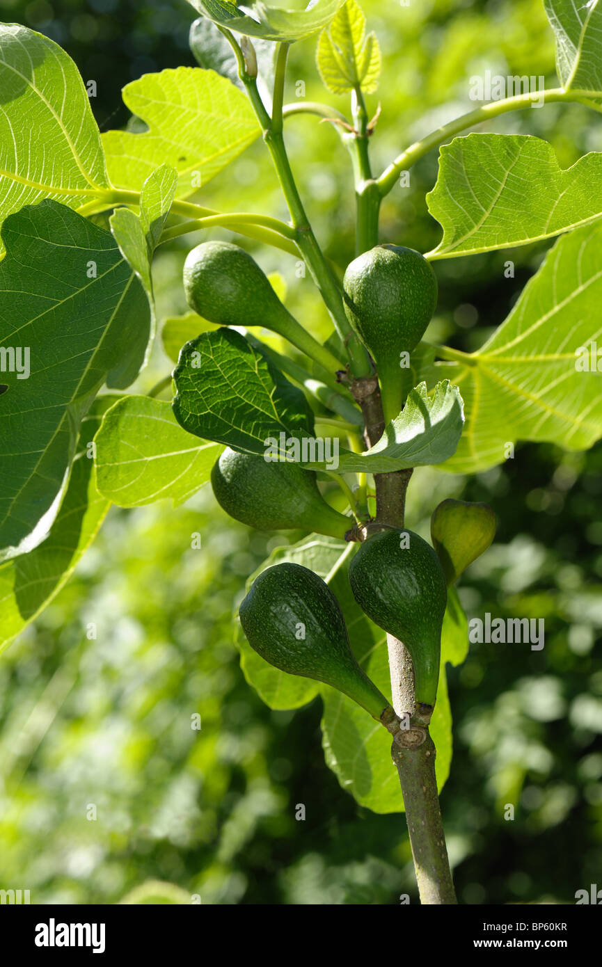 Variété de fruits immatures fig Brown Turquie sur un arbre de jardin Banque D'Images