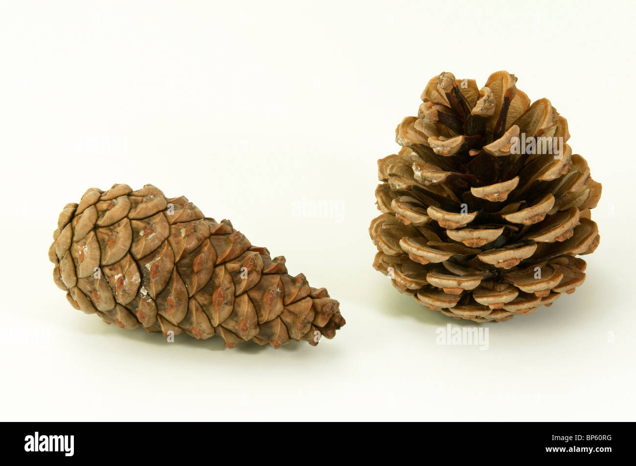 Pin noir d'Autriche, Pin noir, pin laricio (Pinus nigra). Deux cônes : une saison sèche qui s'ouvrir avec une balance et un humide avec les palettes fermées. Banque D'Images