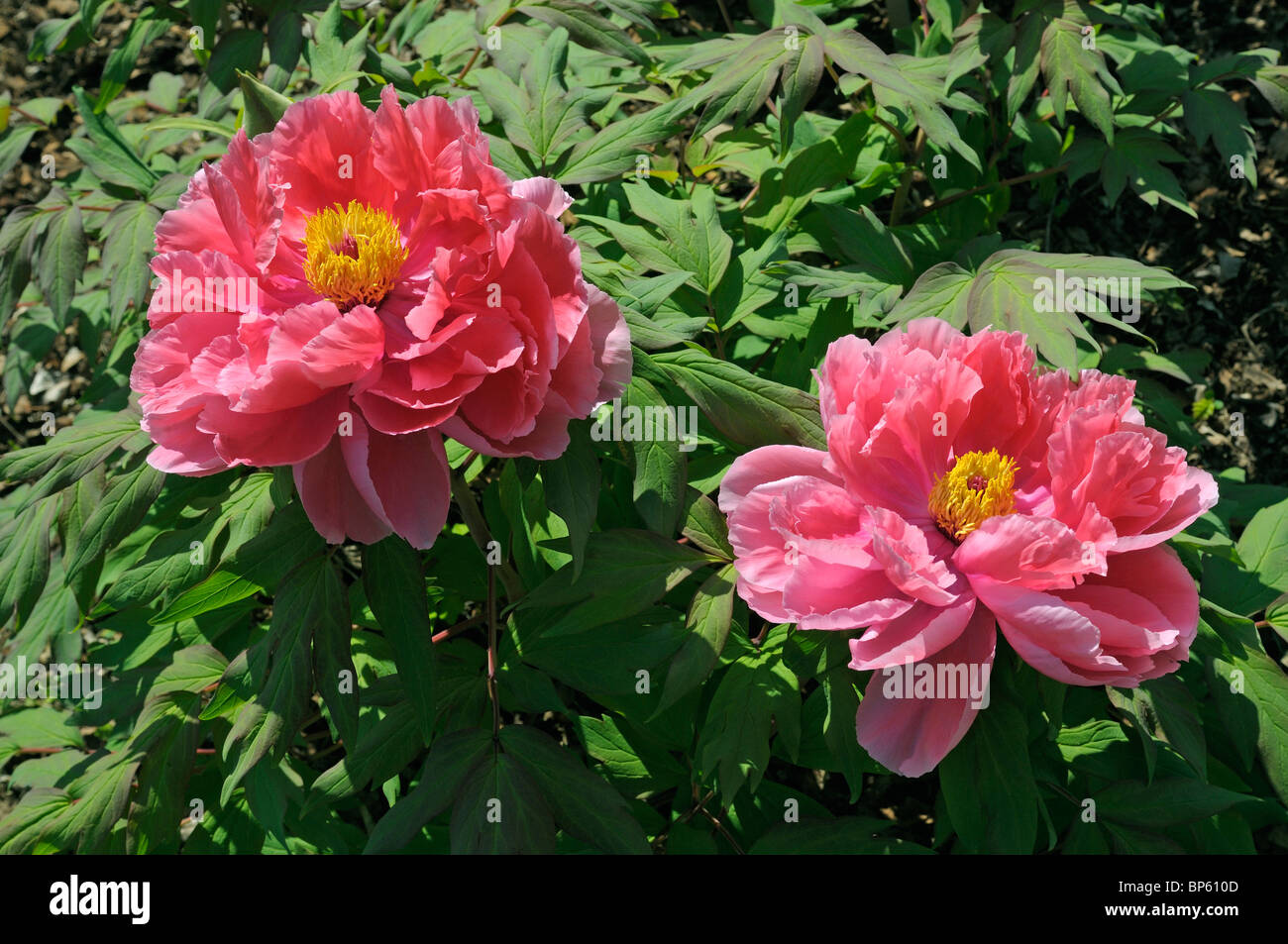 Arbre japonais de la pivoine (Paeonia suffruticosa Tamafuyo), fleurs Photo  Stock - Alamy