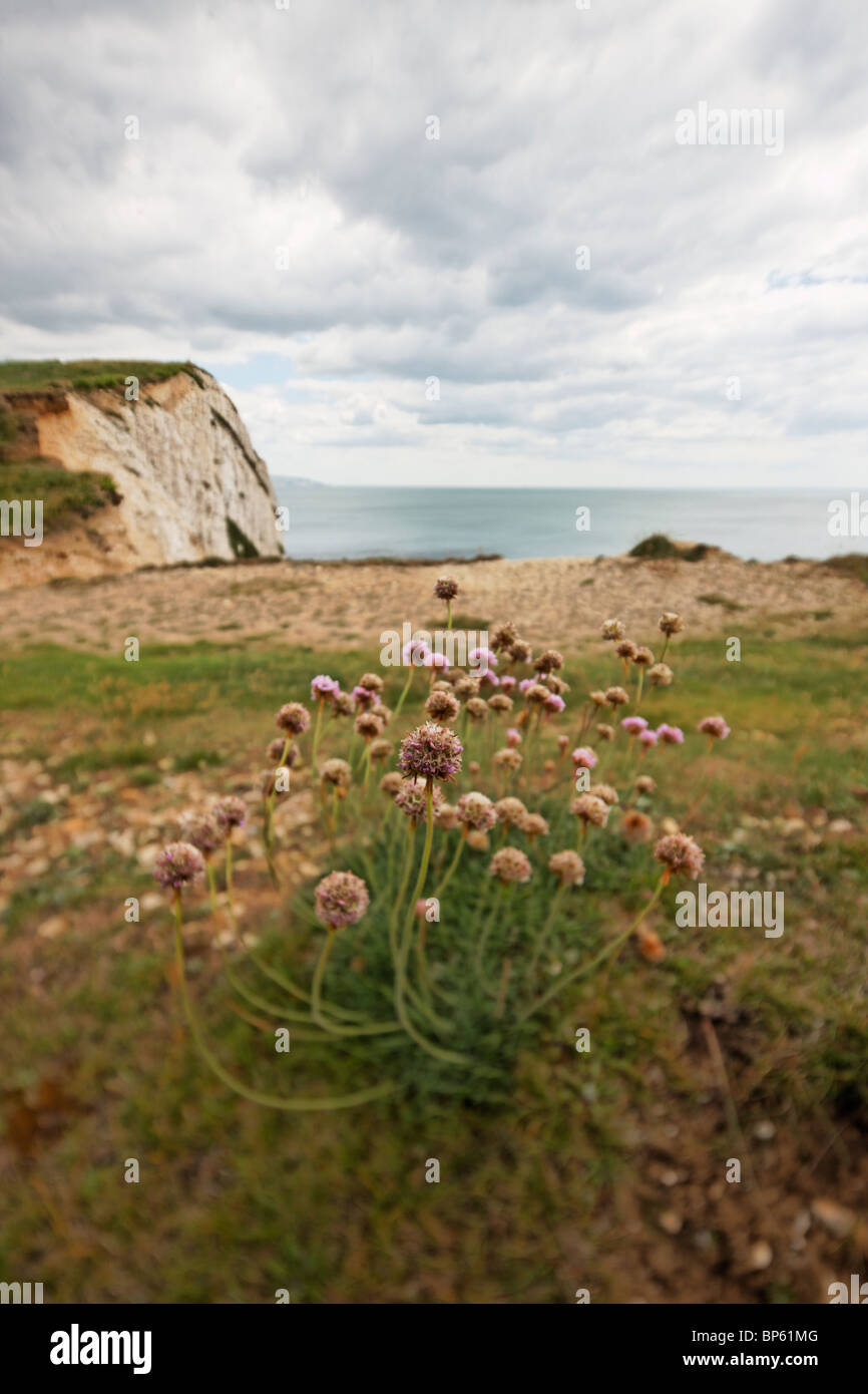Fleurs sauvages sur une falaise côtière. Banque D'Images