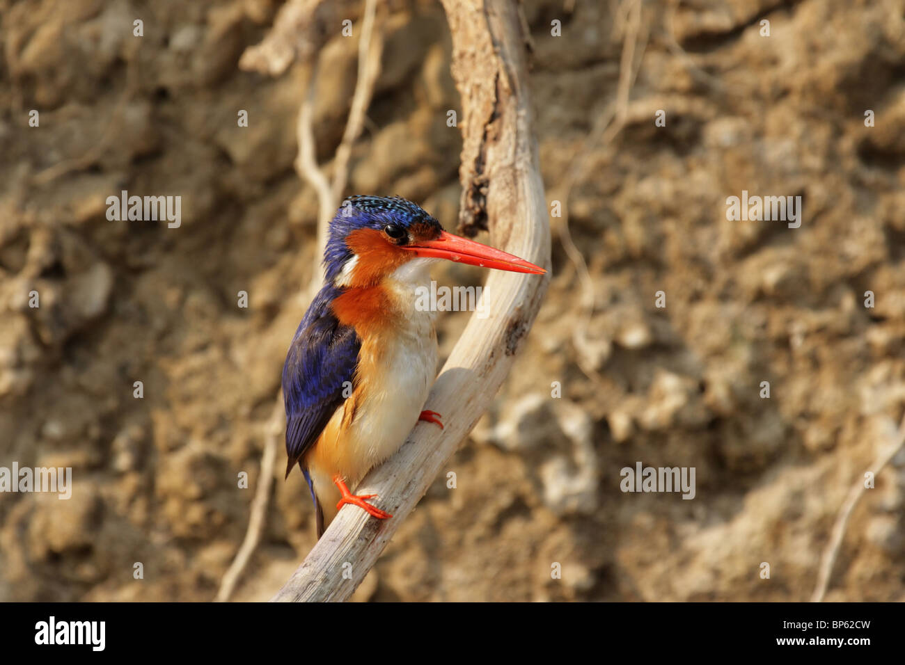 Martin-pêcheur huppé (Alcedo cristata) dans le Delta de l'Okavango, au Botswana. Banque D'Images