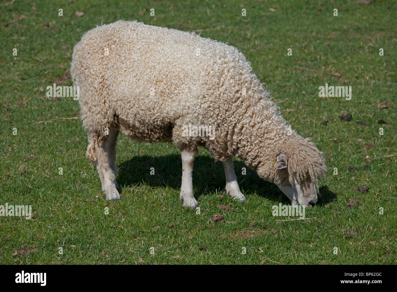 Le pâturage des moutons Cotswolds Gloucestershire Cotswold Farm Park UK Banque D'Images