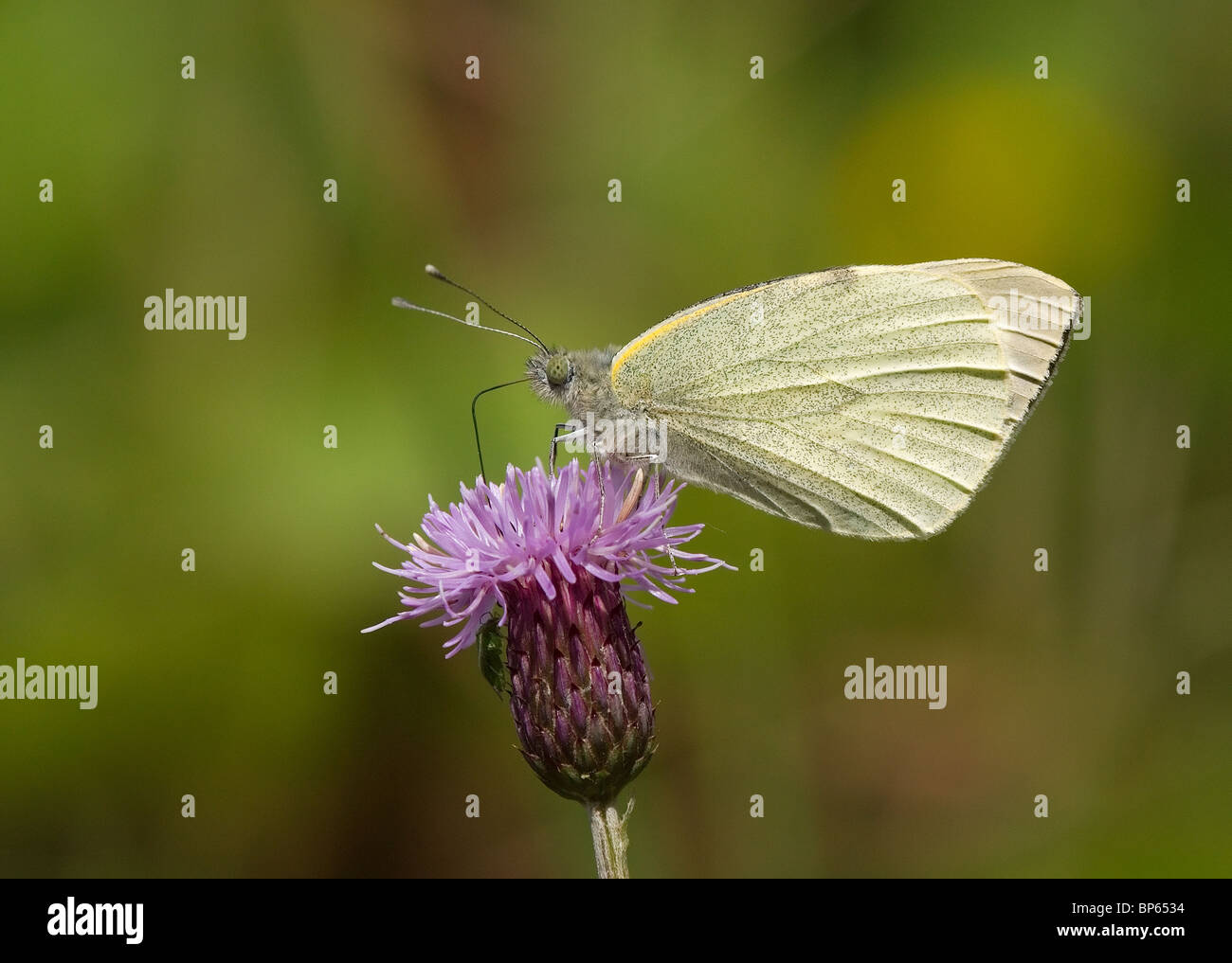 Petit blanc, Pieris rapae, photographié à Todderstaffe Hall, Singleton, Lancashire Banque D'Images