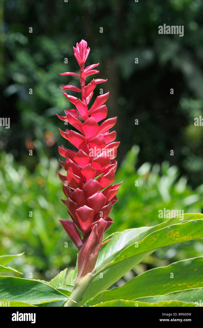 Alpinia purpurata rouge, gingembre, fleur, le Costa Rica. Banque D'Images