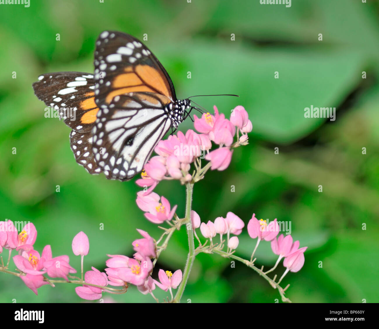 Veiné noir papillon tigre se nourrissent d'une fleur Bougainvillea Banque D'Images