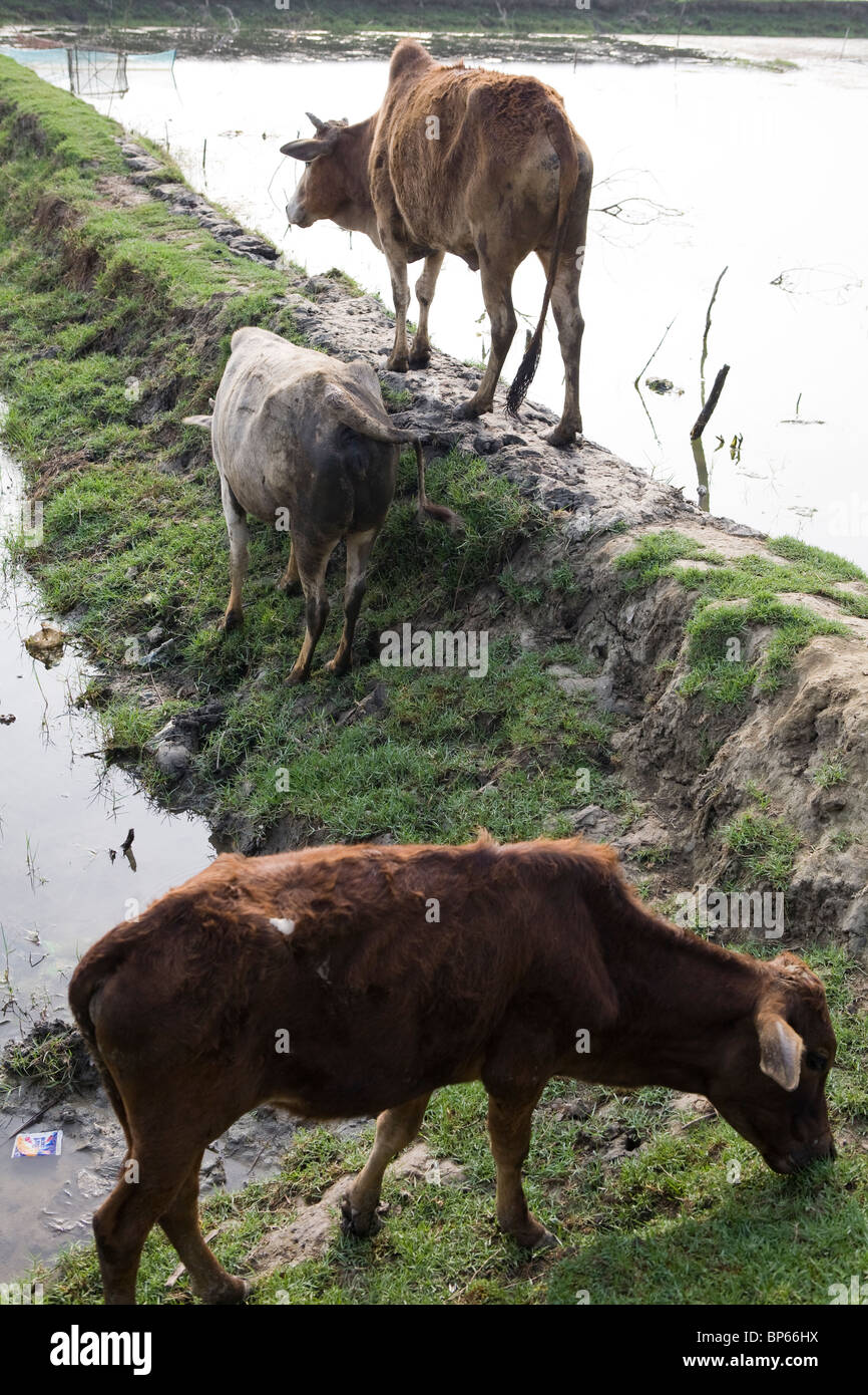 Vaches qui paissent sur les plaines d'inondation du Bangladesh Banque D'Images