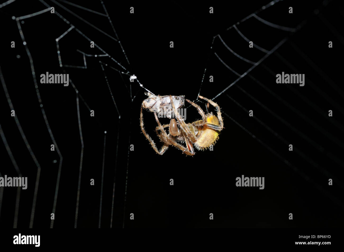 Araignées tropicales avec proie qui a été immobilisé et l'art de la guerre Banque D'Images