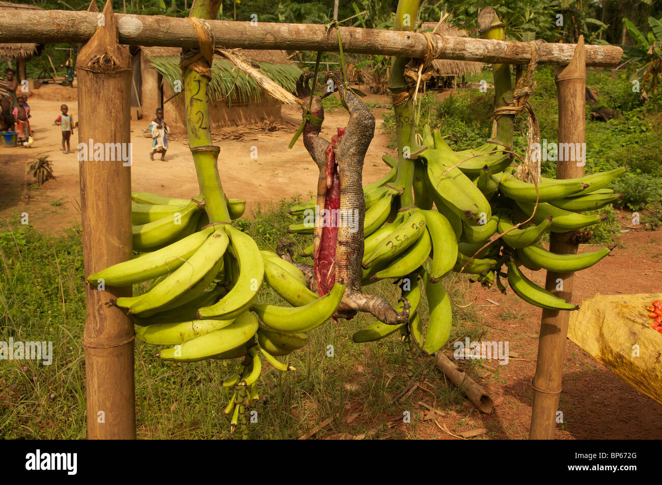 La viande de brousse et les bananes, le Libéria. Banque D'Images