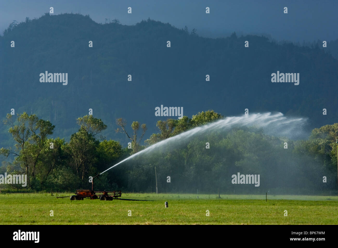 L'eau agricole dans l'herbe sprinkleur champ près de Ferndale, California Banque D'Images