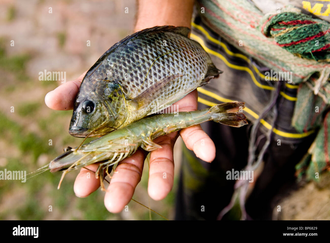 L'homme avec les poissons et les crevettes Banque D'Images