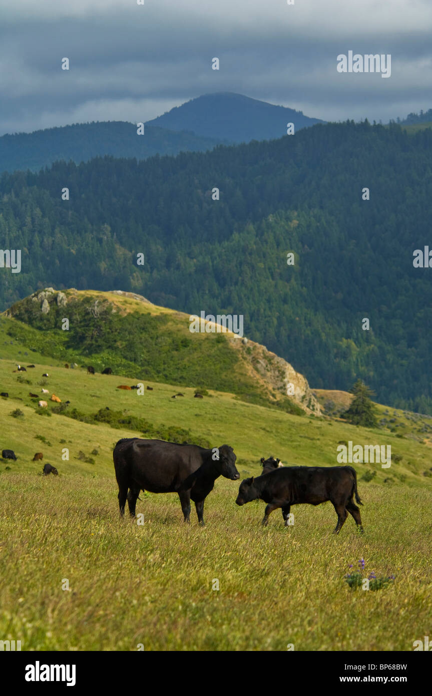 Les bovins et vaches dans les collines verdoyantes de la côte perdue au printemps, le comté de Humboldt, en Californie Banque D'Images
