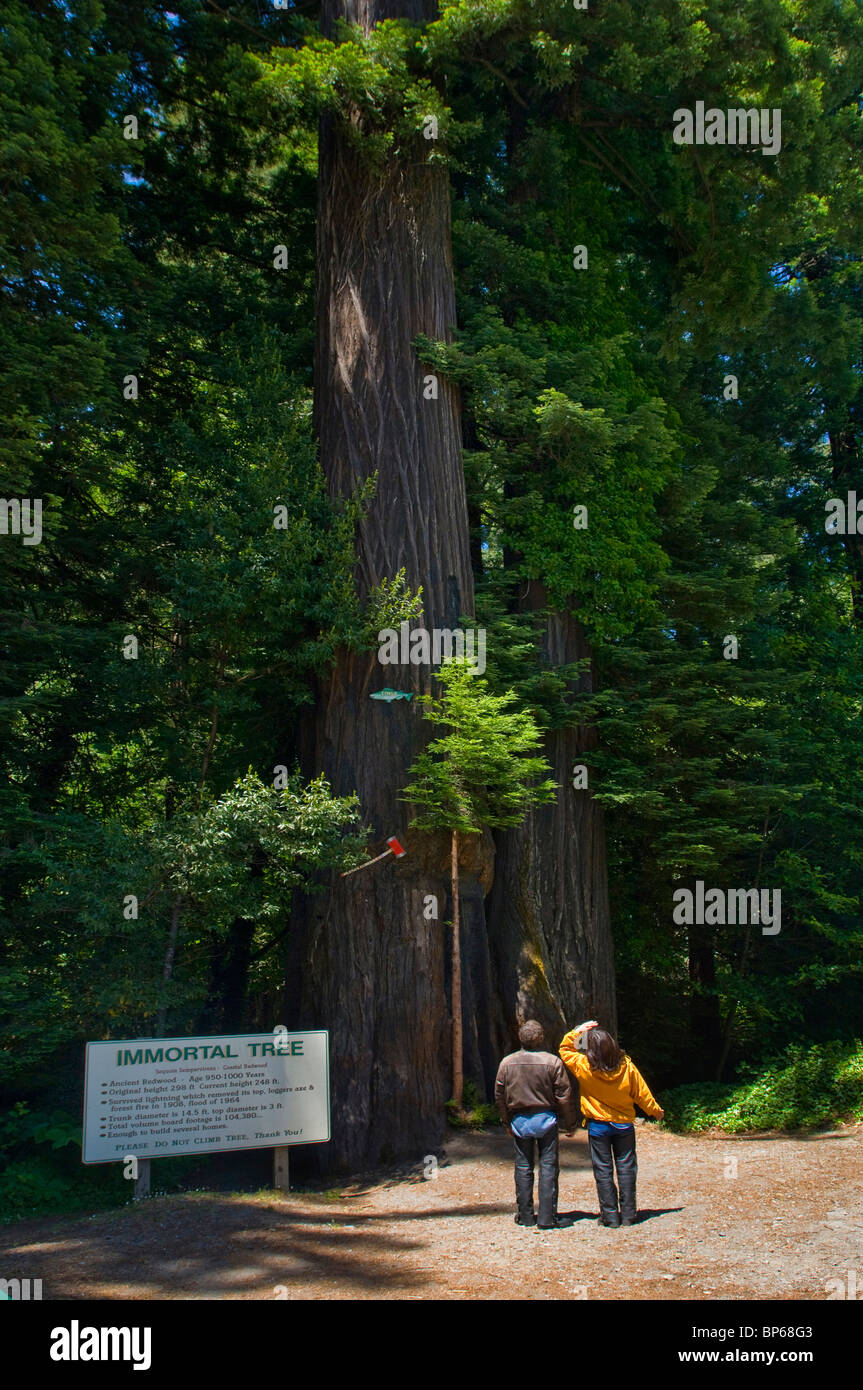 L'arbre immortel, Redwood tree attraction touristique le long de l'Avenue des Géants, Humboldt County, Californie Banque D'Images