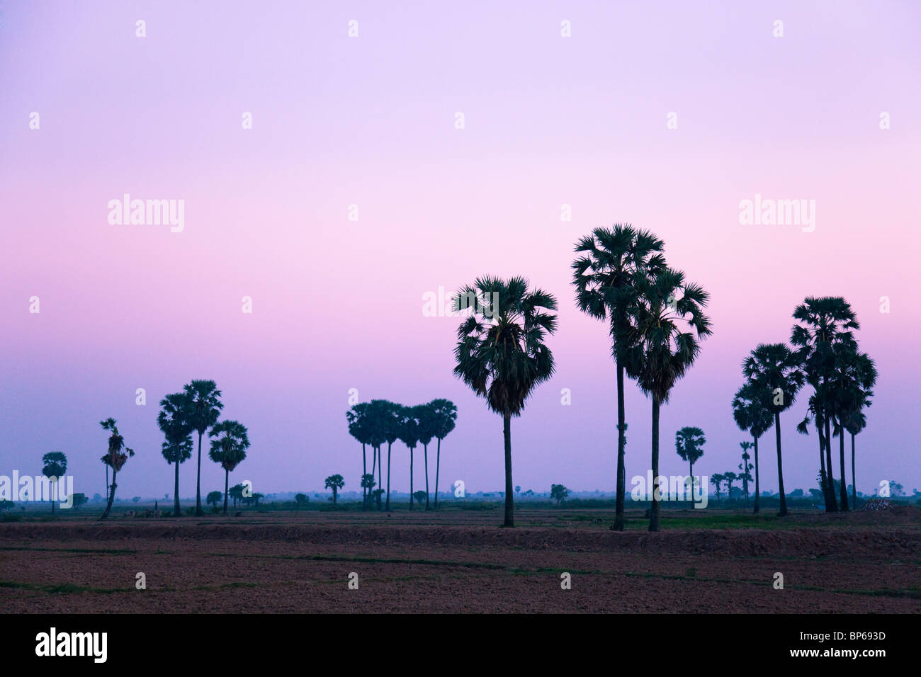 Champ de riz et la silhouette des palmiers au coucher du soleil - Province de Kandal, Cambodge Banque D'Images