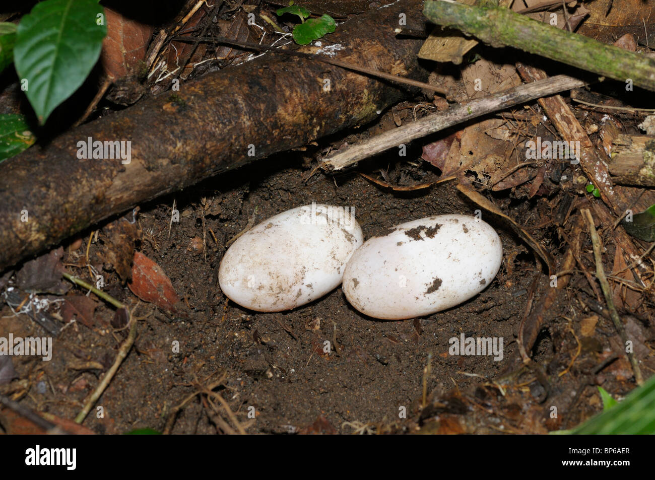 Serpent (Bushmaster, Lachesis) stenophrys les oeufs, dans la forêt tropicale, Chilamate, Costa Rica Banque D'Images
