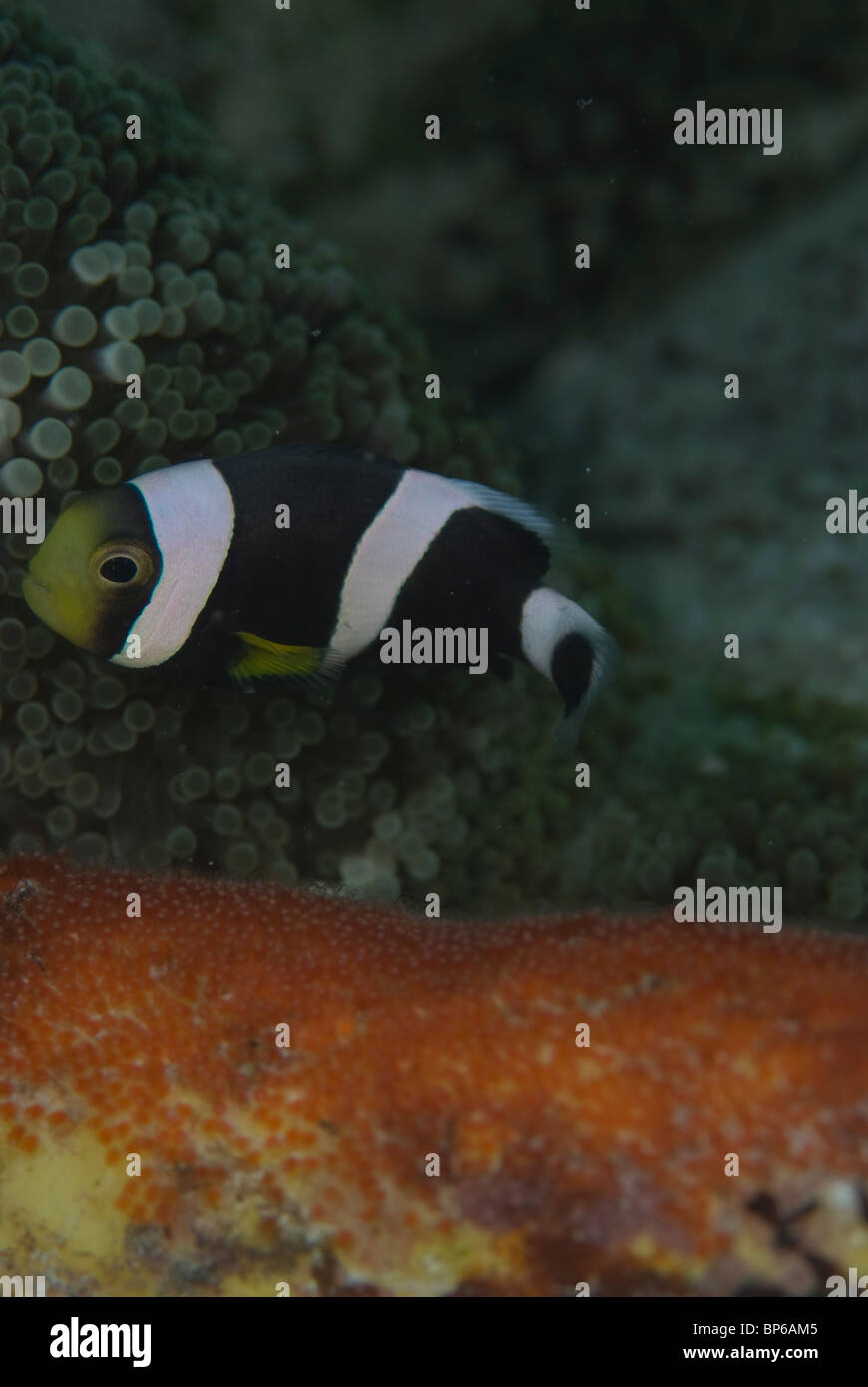 Poisson clown de Clark, Amphiprion clarkii, tendant des œufs sur reef autour Seaventures dive site, Mabul, Cellebes mer, la Malaisie. Banque D'Images