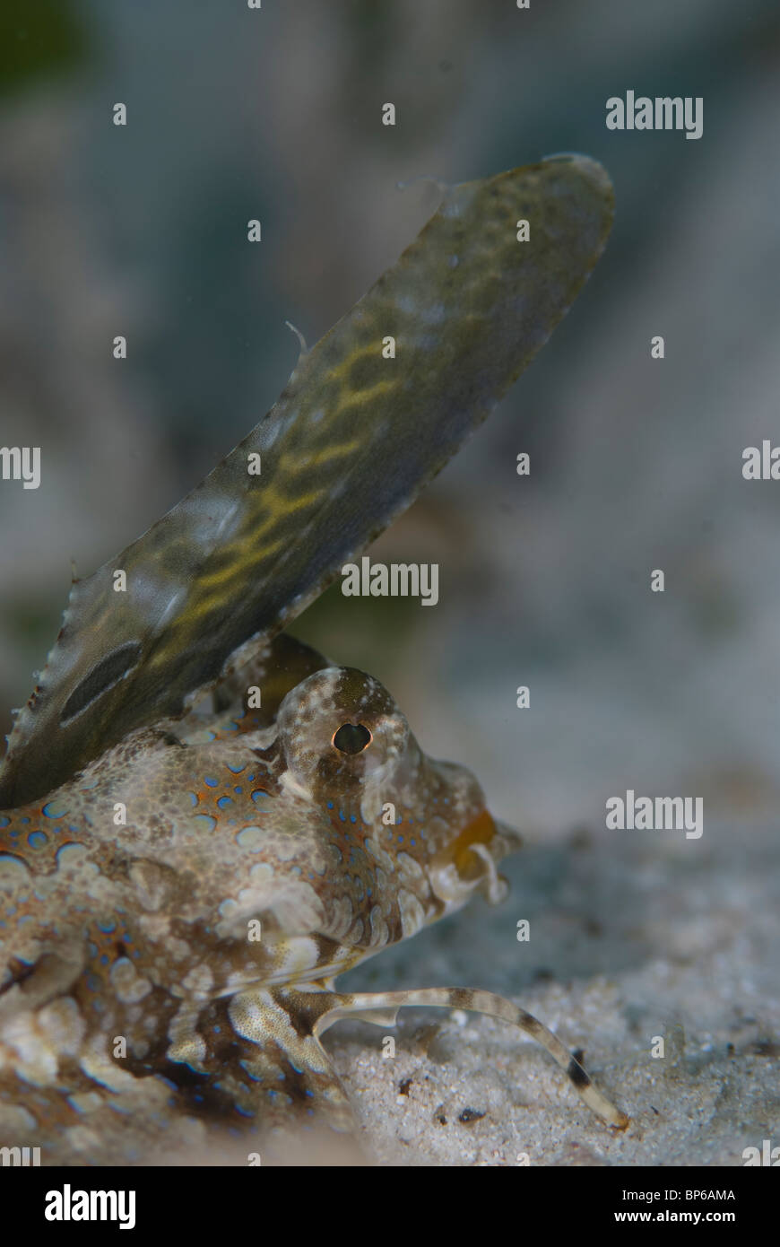 Dactylopus dactylopus dragonet, FINGERED, femme sur le récif autour Seaventures dive site, Mabul, Cellebes mer, la Malaisie. Banque D'Images