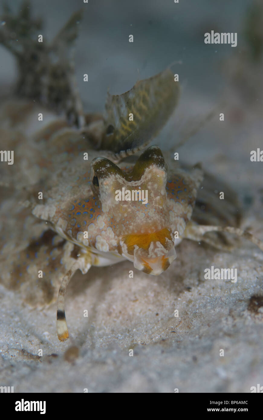 Dactylopus dactylopus dragonet, FINGERED, femme sur le récif autour Seaventures dive site, Mabul, Cellebes mer, la Malaisie. Banque D'Images