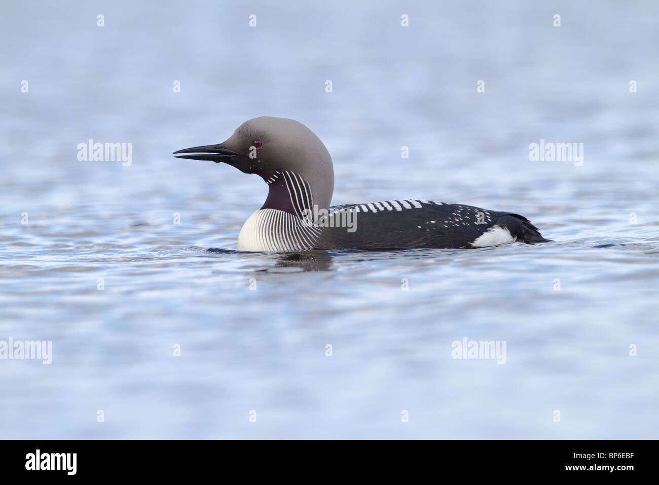 Black-throated Diver, Gavia arctica , sur le loch écossais en été Banque D'Images