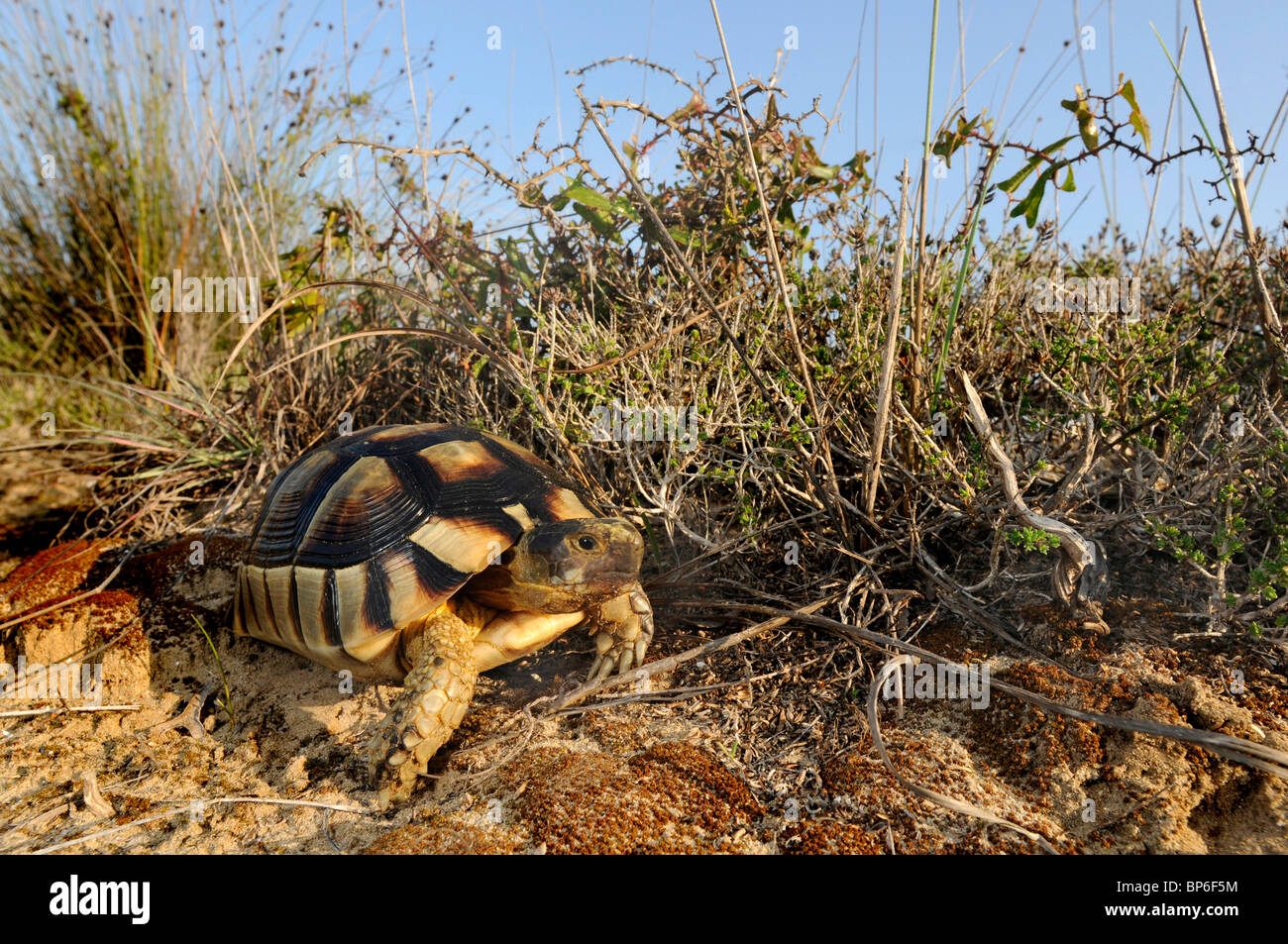 Chat tortue, marginated tortoise (Testudo marginata), dans son biotope naturel, Grèce, Péloponnèse, Messinien Banque D'Images Chat tortue, marginated tortoise (Testudo marginata), dans son biotope naturel, Grèce, Péloponnèse, Messinien Banque D'Images