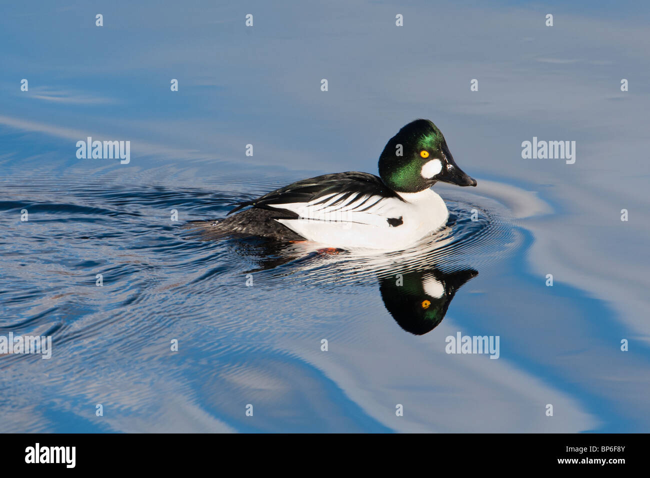 Homme d'or, Bucephala clangula Banque D'Images