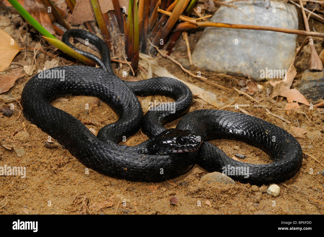 Yam's (Natrix tessellata) serpent noir, morph, Grèce, le Creta Banque D'Images