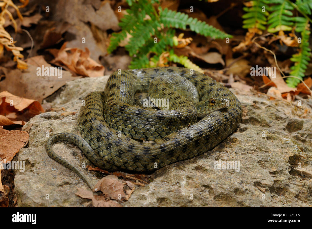 Yam's (Natrix tessellata) serpent, enroulé, de reptiles de l'année 2009, la Grèce, le Creta, Kournas, voir Banque D'Images