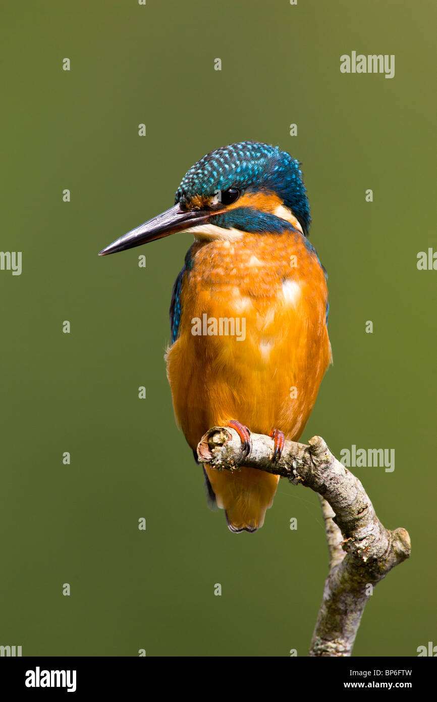 Kingfisher Alcedo atthis, commune sur la perche de pêche Banque D'Images