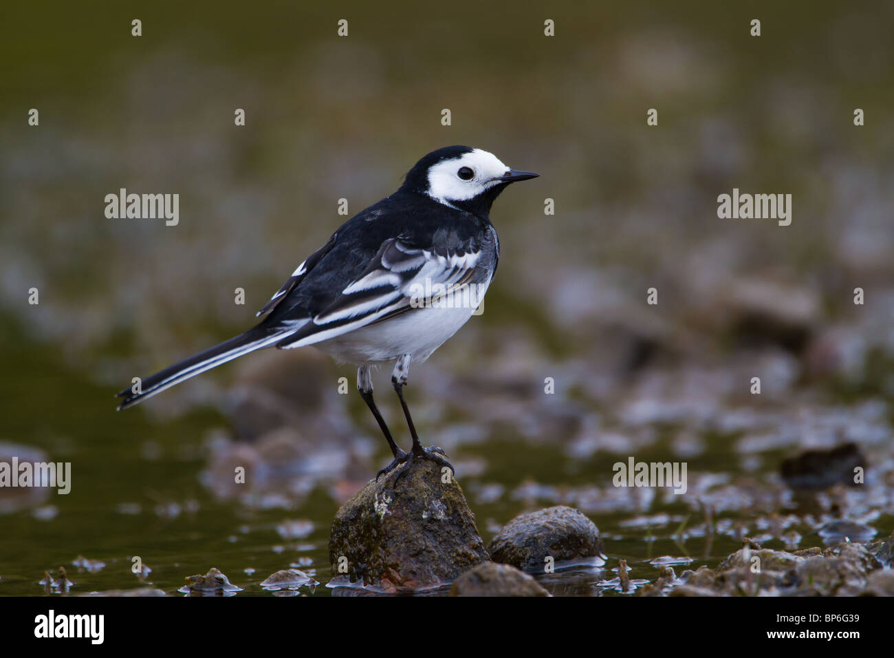 Bergeronnette pie Motacilla alba Banque D'Images