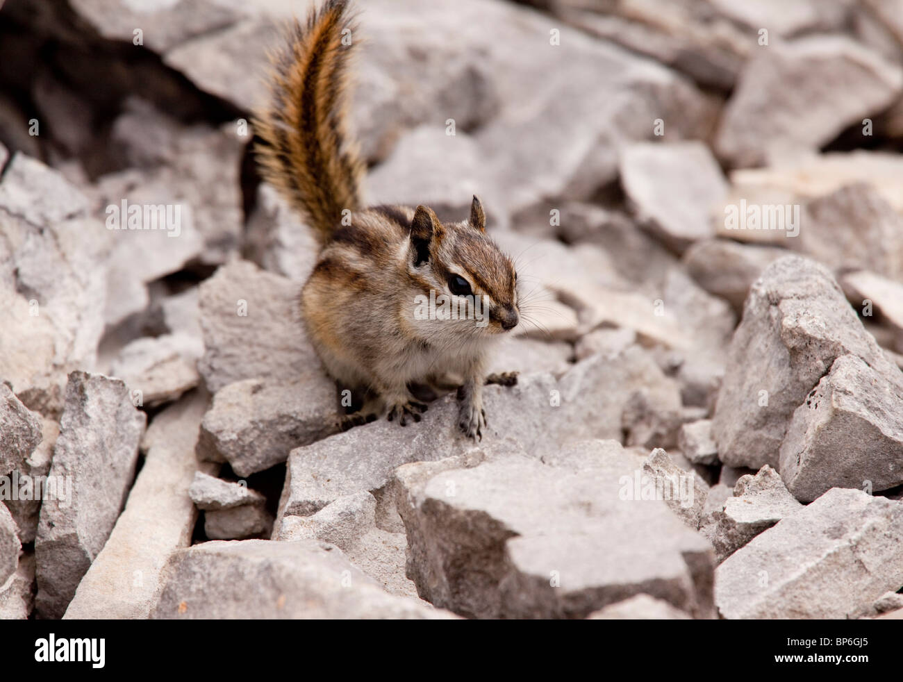 Le tamia mineur, Tamias minimus, Canada Banque D'Images