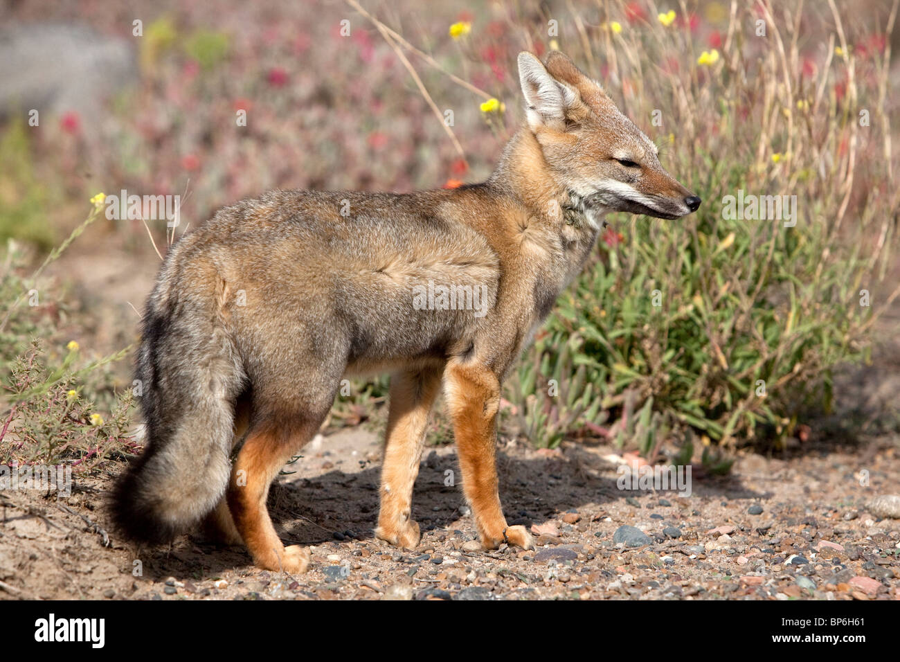 Zorro gris, la Fox, le renard gris d'Amérique du Sud (Dusicyon griseus Pseudalopex griseus), adultes, debout. Banque D'Images