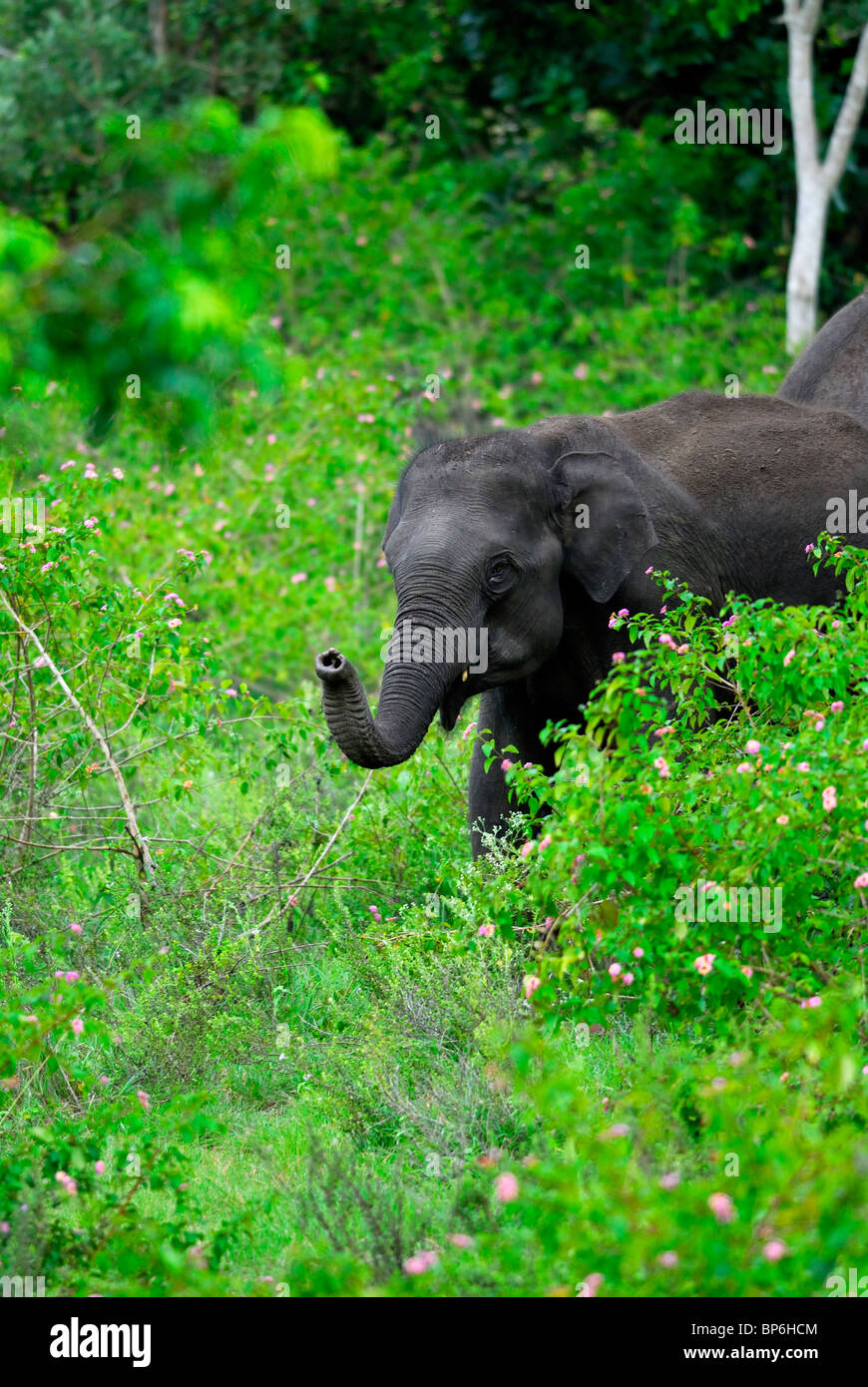 L'éléphant indien d'Asie (Elephas maximus) barrissements. Bandipur National Park, Inde. Banque D'Images