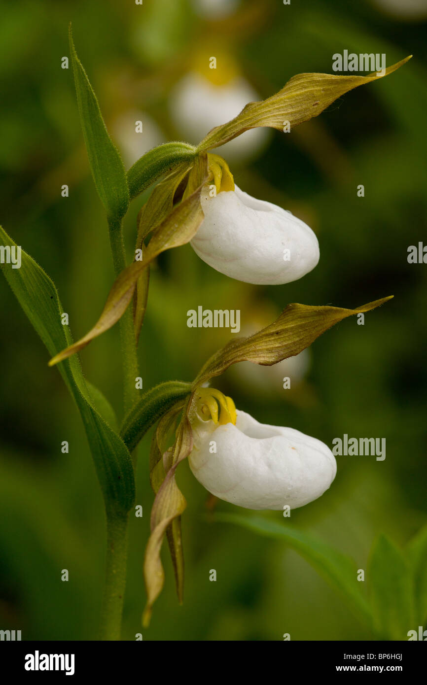 Amas de Mountain-de-passereau Orchid, Cypripedium montanum Waterton NP, Canada ; Banque D'Images