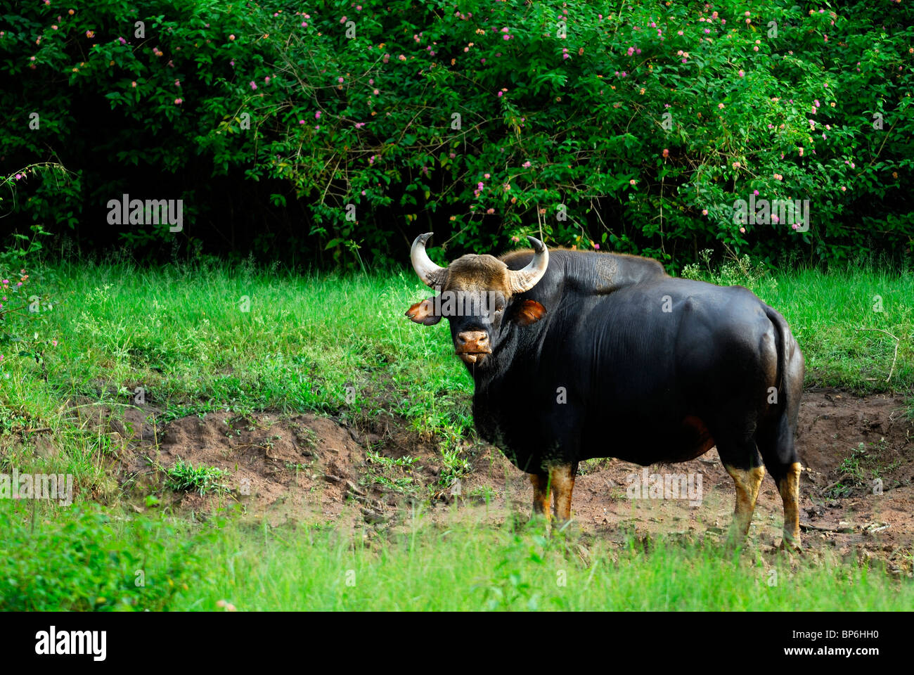 Gaur, Bos bison indien ou gaurus Banque D'Images