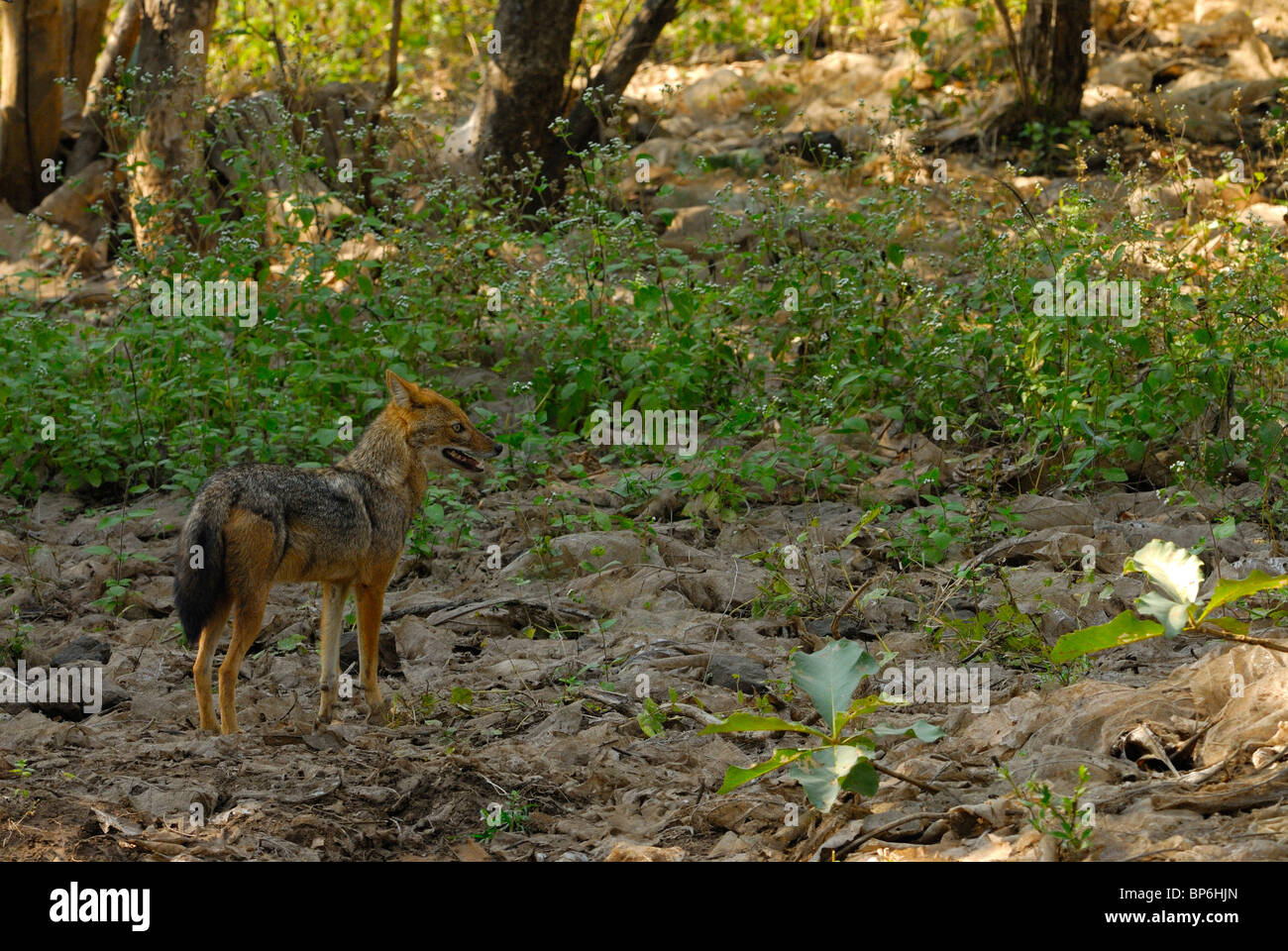 Le Chacal Canis aureus indien Banque D'Images