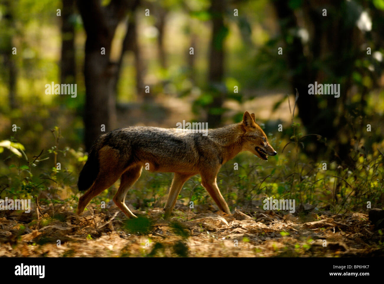 Le Chacal Canis aureus indien Banque D'Images