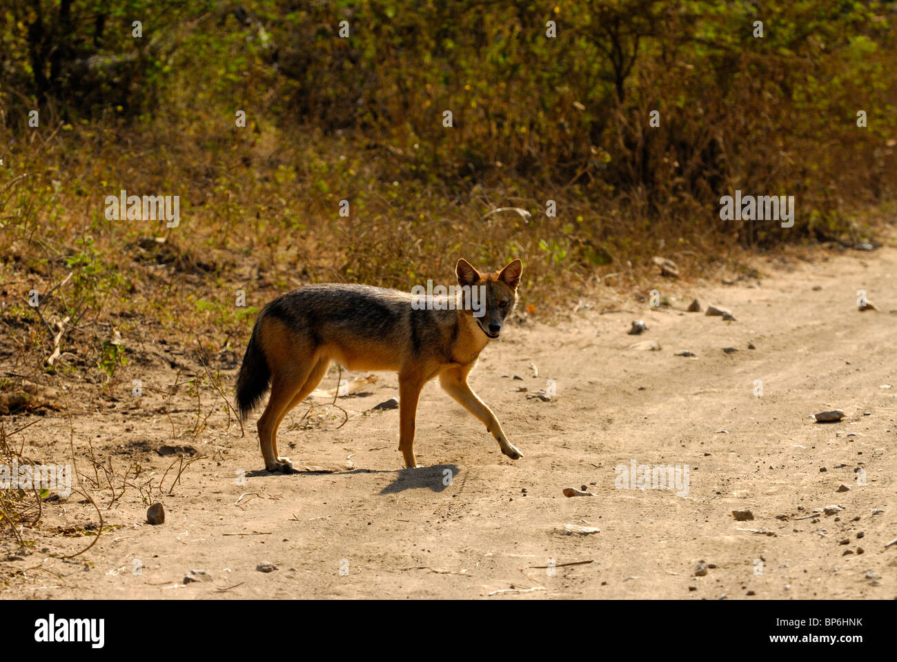 Le Chacal Canis aureus indien Banque D'Images